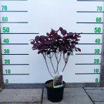 Škumpa vlasatá (Cotinus coggygria) ´ROYAL PURPLE´- výška 40-60 cm, kont. C3L